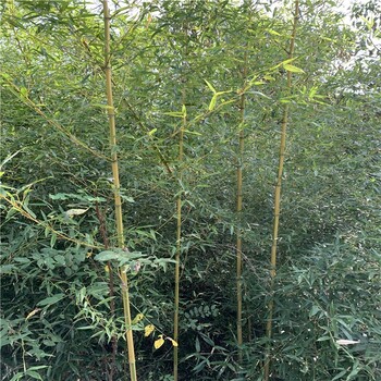 河南濮陽,2公分,金鑲玉竹廠區綠化