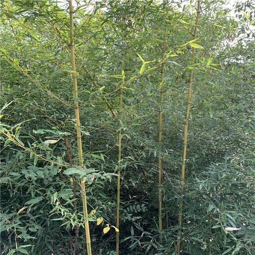 河南濮阳,2至3米高,金镶玉竹苗圃场