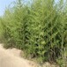 河南焦作,1至2米高,金镶玉竹绿化