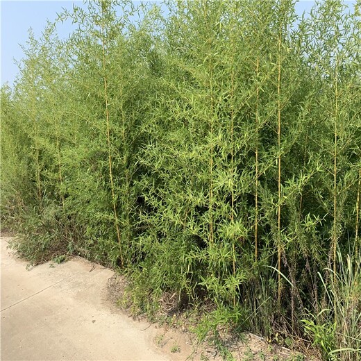 河南焦作,1至2米高,金镶玉竹绿化