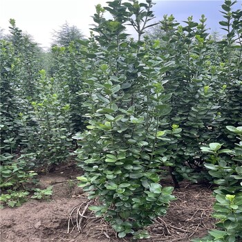 湖北荊門1米高叢生北海