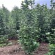 安徽北海道黃楊圖