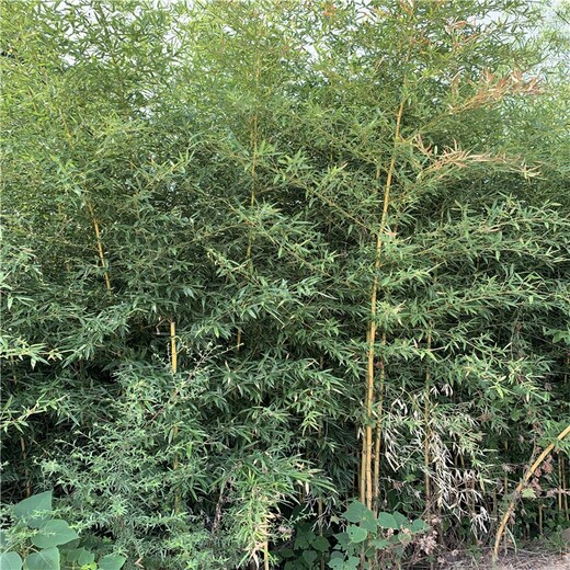 河南新鄉(xiāng),1至2米高,金鑲玉竹產(chǎn)地