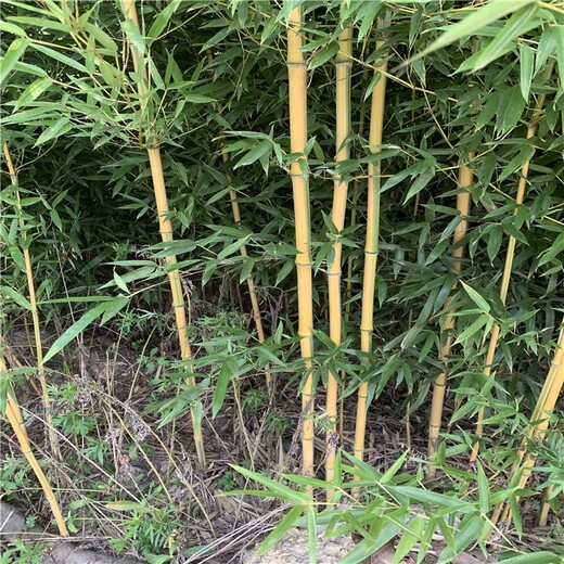 河南濮陽,2公分,金鑲玉竹苗圃