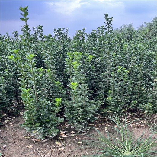 广西玉林1米5高丛生北海道黄杨