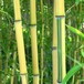 河南新乡,2公分,金镶玉竹观赏竹