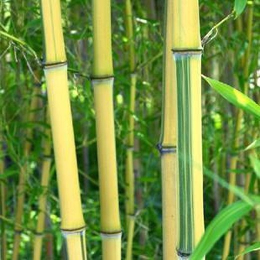 开封,3至4米高,金镶玉竹观赏竹