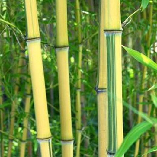 信陽,2至3米高,金鑲玉竹產(chǎn)地