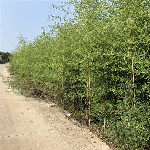 商丘,4至5米高,金镶玉竹厂区绿化