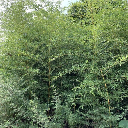 濮阳,3至4米高,金镶玉竹观赏竹