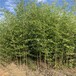 信阳,4至5米高,金镶玉竹厂区绿化