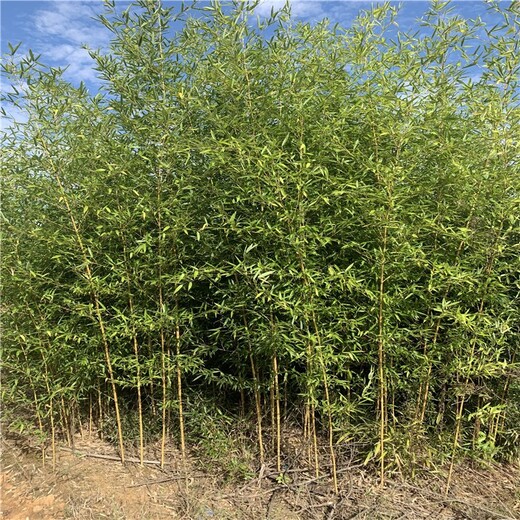 開(kāi)封,1至2米高,金鑲玉竹苗圃場(chǎng)
