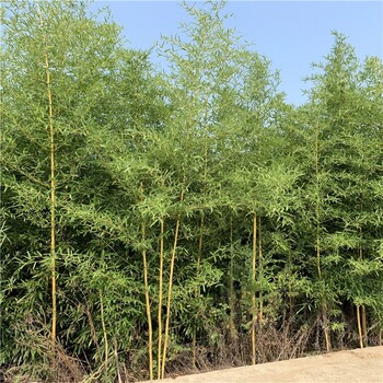 1公分金鑲玉竹潢川城市公園