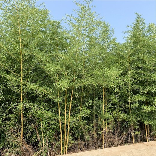 河南鶴壁,2至3米高,金鑲玉竹基地