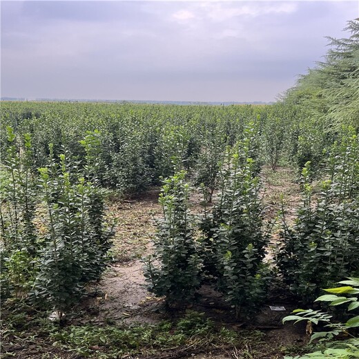 荆门1米4高丛生北海道黄杨