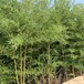 河南洛阳,3至4米高,金镶玉竹观赏竹
