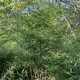 平頂山圖