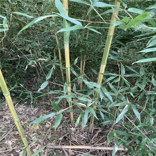 河南濮陽,1至2米高,金鑲玉竹苗圃