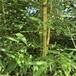 河南濮阳,2米高,金镶玉竹绿化