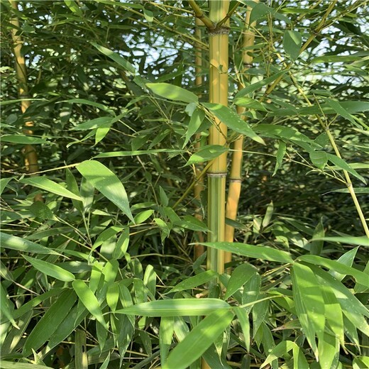 駐馬店,2米高,金鑲玉竹觀賞竹