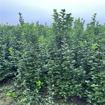 潢川北海道黃楊提供舒適的生活空間枝繁葉茂
