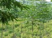 汕頭七葉樹苗木的價格