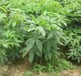 玉林20公分七葉樹苗