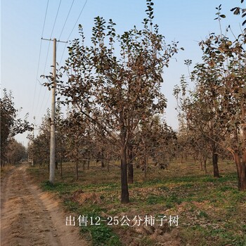 河南焦作柿子樹批發(fā),磨盤柿子樹