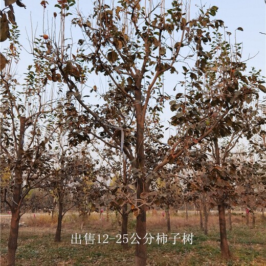 重慶開(kāi)縣柿子樹(shù)產(chǎn)地,磨盤柿子樹(shù)
