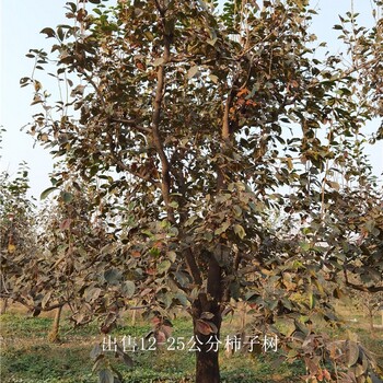 重慶大足柿子樹報價,磨盤柿子樹