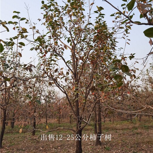 四川广安柿子树批发,工程种植