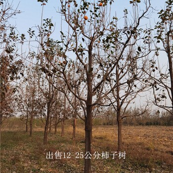 湖北恩施柿子樹(shù)批發(fā),磨盤(pán)柿子樹(shù)