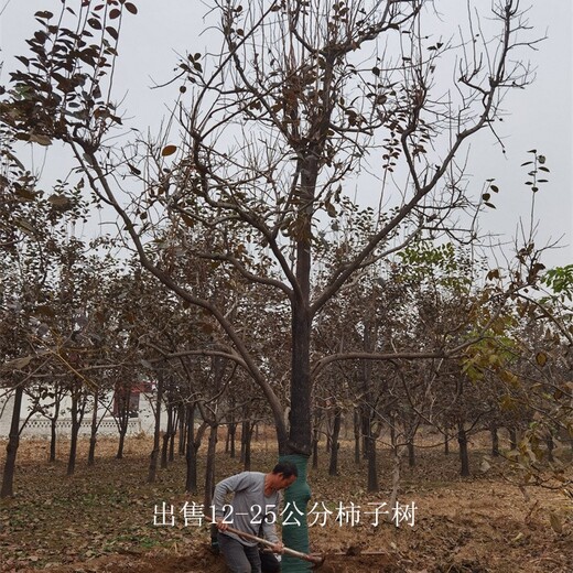 江蘇連云港柿子樹基地,工程種植