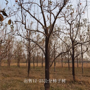 河南駐馬店柿子樹供應(yīng),工程種植