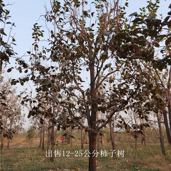 江蘇揚州柿子樹(shù)供應,磨盤(pán)柿子樹(shù)