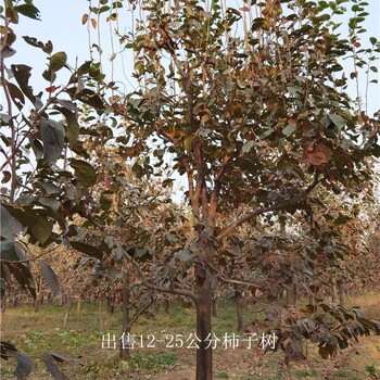 四川廣元柿子樹價格,磨盤柿子樹