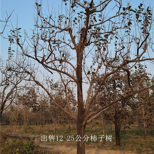 浙江台州柿子树出售,磨盘柿子树
