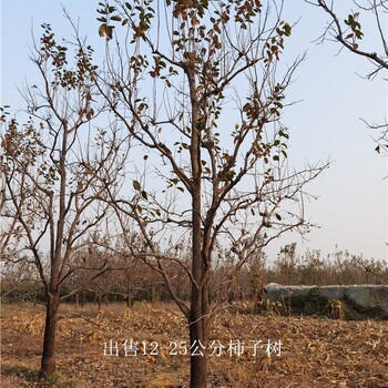 江苏扬州柿子树供应,磨盘柿子树
