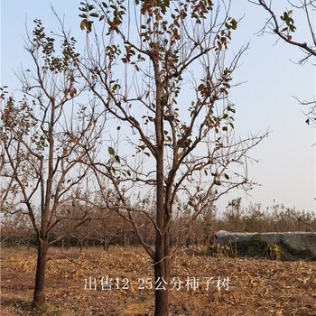 江蘇揚州柿子樹(shù)供應,磨盤(pán)柿子樹(shù)