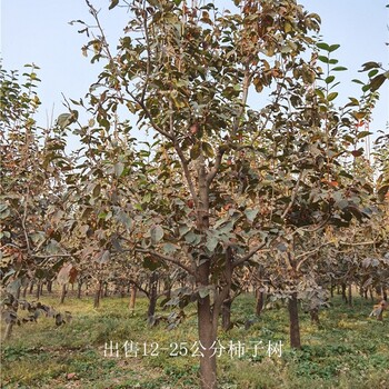 江苏扬州柿子树供应,磨盘柿子树