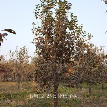 江蘇揚州柿子樹(shù)供應,磨盤(pán)柿子樹(shù)
