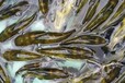 特种水产养殖黄颡鱼