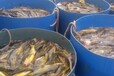 工厂化高密度黄颡鱼养殖视频