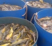 黄颡鱼类养殖