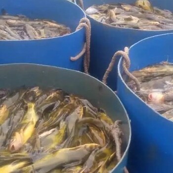 養(yǎng)殖黃骨魚可以