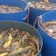 黄骨鱼养殖新技术产品图