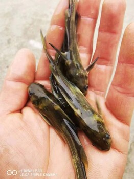 贵州黄骨头鱼技术养殖