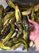 黄颡鱼养殖方案