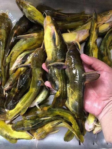 黄颡鱼养殖技术无土养殖
