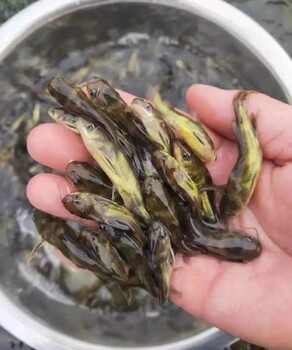 贵州黄骨头鱼技术养殖
